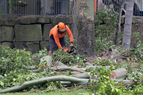 How Our Tree Care Process Works  in  Stowell, TX